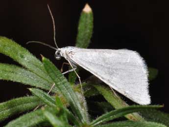 Gypsochroa renitidata Hb. adulte - �Philippe Mothiron