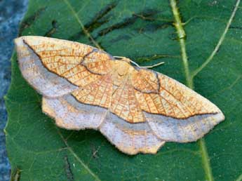 Epione repandaria Hfn. adulte - �Daniel Morel