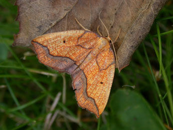 Epione repandaria Hfn. adulte - �Philippe Mothiron