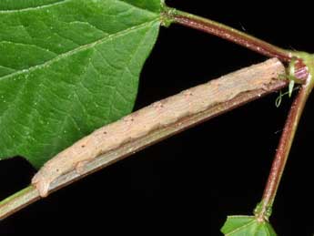  Chenille de Alcis repandata L. - �Philippe Mothiron