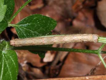  Chenille de Alcis repandata L. - �Philippe Mothiron