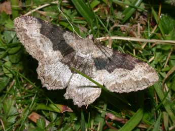 Alcis repandata L. adulte - �Philippe Mothiron