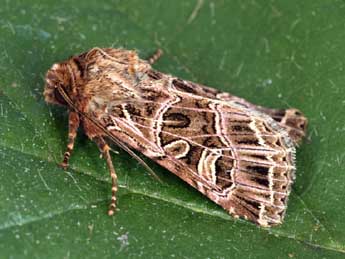 Sideridis reticulata Gze adulte - �Daniel Morel