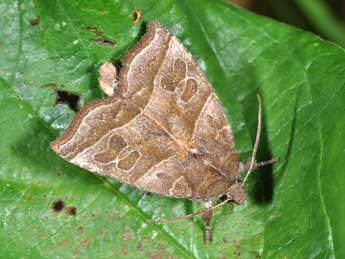 Ipimorpha retusa L. adulte - �Philippe Mothiron