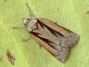 Nycteola revayana Scop. adulte - �Graham Wenman