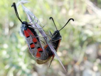 Zygaena rhadamanthus Esp. adulte - �Jean-Pierre Arnaud