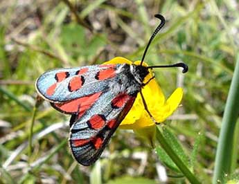 Zygaena rhadamanthus Esp. adulte - �Jean-Pierre Arnaud