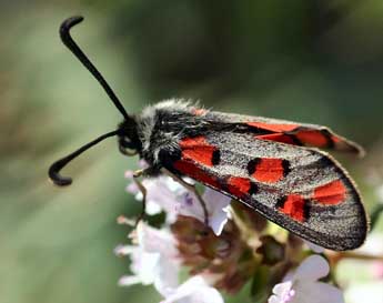 Zygaena rhadamanthus Esp. adulte - �Daniel Morel
