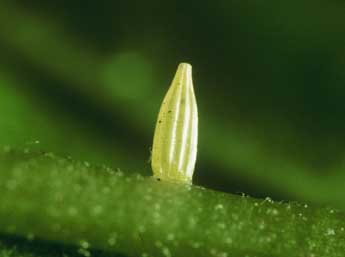  Oeuf de Gonepteryx rhamni L. - �Philippe Mothiron