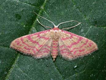Idaea rhodogrammaria P�ng. adulte - �Philippe Mothiron
