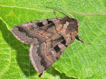 Xestia stigmatica Hb. adulte - �Philippe Mothiron