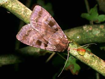 Xestia stigmatica Hb. adulte - �Philippe Mothiron