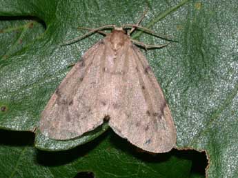 Paidia rica Frr adulte - �Philippe Mothiron