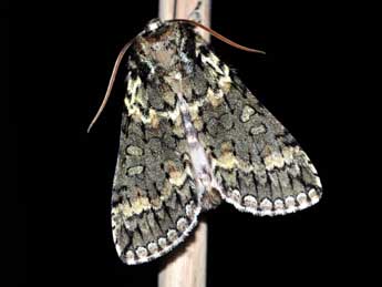 Polyploca ridens F. adulte - �J�r�me Barbut