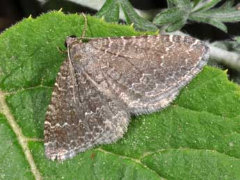 Cataclysme riguata Hb. adulte - �Philippe Mothiron