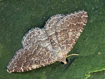 Cataclysme riguata Hb. adulte - �Daniel Morel