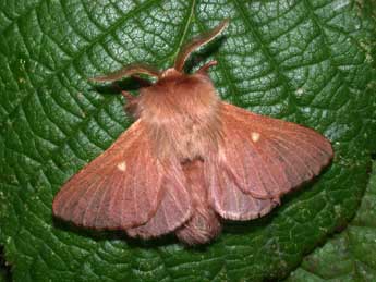 Eriogaster rimicola D. & S. adulte - �Philippe Mothiron