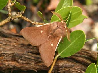 Eriogaster rimicola D. & S. adulte - �Daniel Morel