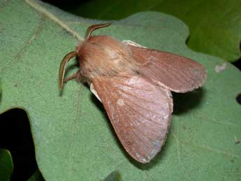 Eriogaster rimicola D. & S. adulte - �Philippe Mothiron