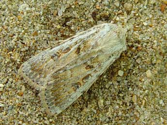 Agrotis ripae Hb. adulte - �Jean-Paul Quinette
