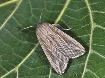 Mythimna riparia Rbr adulte - �Philippe Mothiron