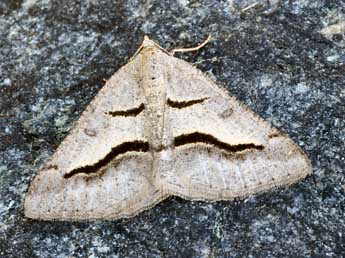 Digrammia rippertaria Dup. adulte - �Daniel Morel