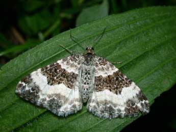 Epirrhoe rivata Hb. adulte - �Philippe Mothiron