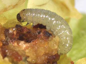  Chenille de Sideridis rivularis F. - �Philippe Mothiron