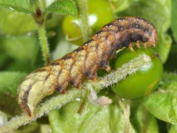  Chenille de Sideridis rivularis F. - �Philippe Mothiron