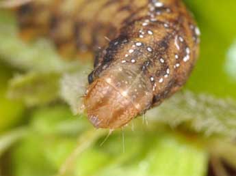  Chenille de Sideridis rivularis F. - �Philippe Mothiron