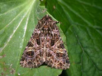 Sideridis rivularis F. adulte - �Philippe Mothiron