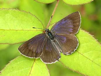 Laeosopis roboris Esp. adulte - �David Demerges