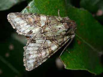 Dryobotodes roboris Gey. adulte - �Philippe Mothiron