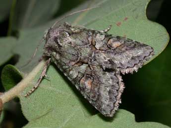 Dryobotodes roboris Gey. adulte - �Philippe Mothiron