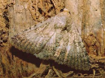 Pandesma robusta Wlk. adulte - �Philippe Geniez