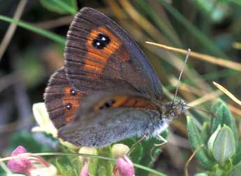 Erebia rondoui Obth. adulte - �Tristan Lafranchis