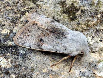 Perigrapha rorida Frivaldsky adulte - �Daniel Morel