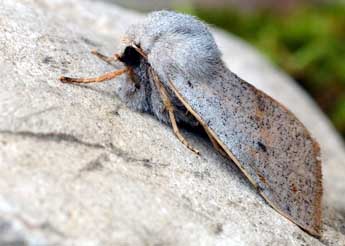 Perigrapha rorida Frivaldsky adulte - �David Demerges