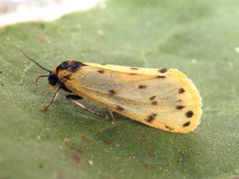 Setina roscida D. & S. adulte - �Daniel Morel