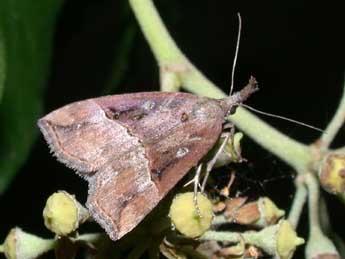 Hypena rostralis L. adulte - �Philippe Mothiron