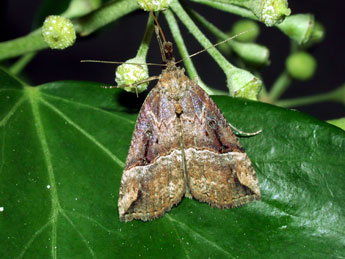 Hypena rostralis L. adulte - �Philippe Mothiron