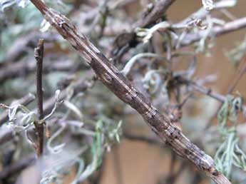  Chenille de Dyscia royaria Tautel & Billi - �Claude Tautel