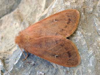 Ocneria rubea D. & S. adulte - �Daniel Morel