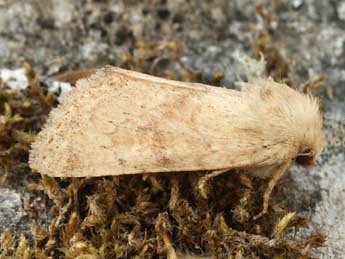 Luperina rubella Dup. adulte - �Daniel Morel