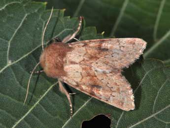 Luperina rubella Dup. adulte - �Philippe Mothiron