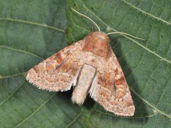 Luperina rubella Dup. adulte - �Philippe Mothiron