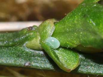  Oeuf de Callophrys rubi L. - �Philippe Mothiron