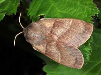 Macrothylacia rubi L. adulte - �Philippe Mothiron