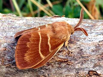 Macrothylacia rubi L. adulte - �Daniel Morel