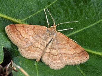 Scopula rubiginata Hfn. adulte - �Daniel Morel